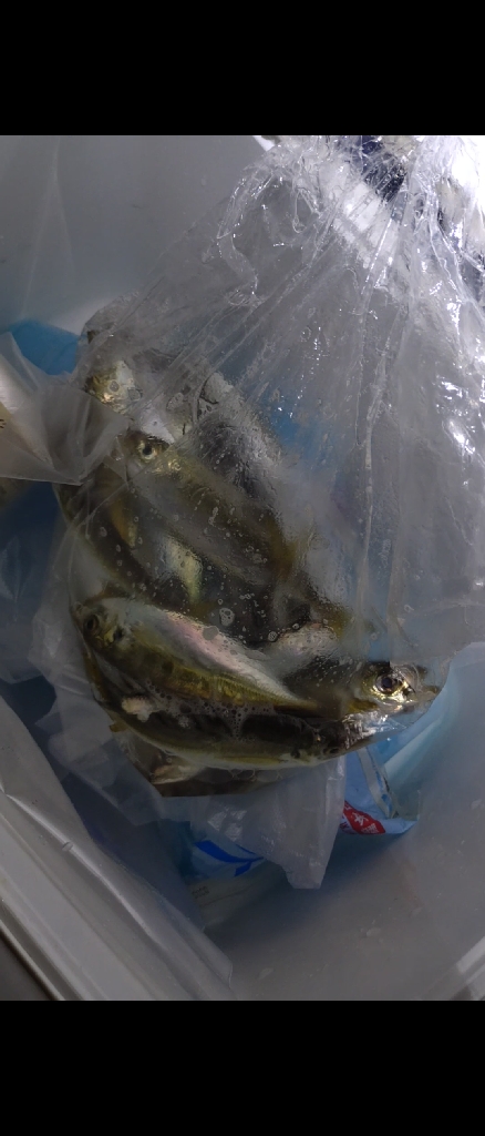 真夏のナイトファミリーフィッシング