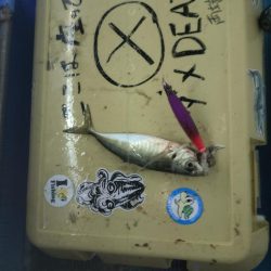 今年初の大田市イカメタル