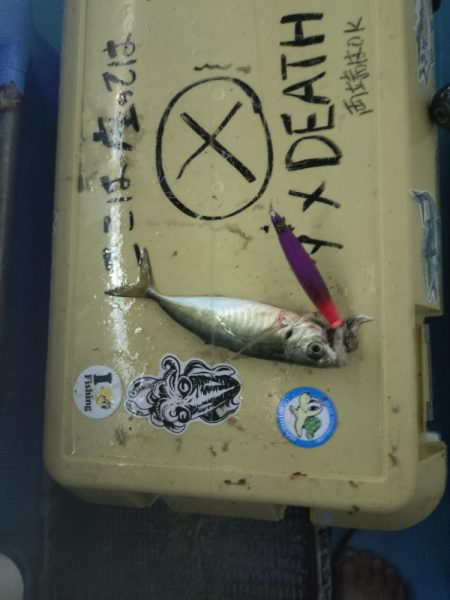 今年初の大田市イカメタル