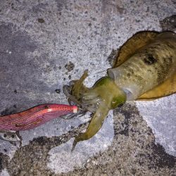 穴子撃沈からの太刀魚小爆釣、イカも