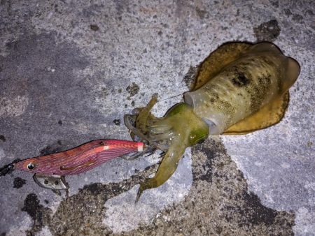 穴子撃沈からの太刀魚小爆釣、イカも