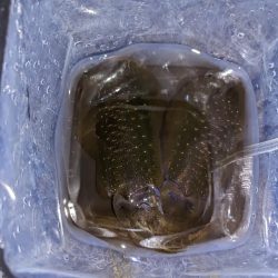 太刀魚、アオリイカ