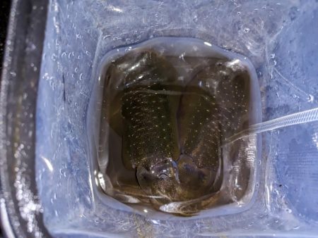 太刀魚、アオリイカ