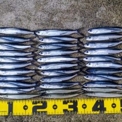 泉大津のトビウオ