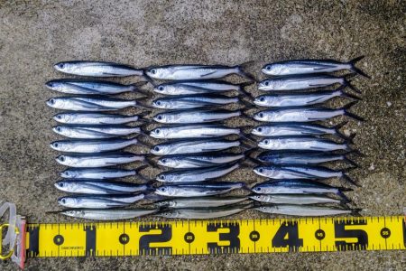 泉大津のトビウオ