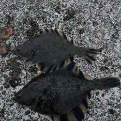 根室、夏枯れの時期にカレイ爆釣！！