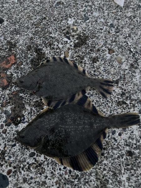 根室、夏枯れの時期にカレイ爆釣！！