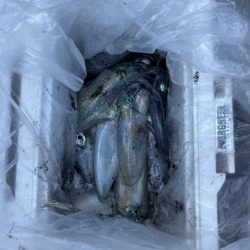 エギング　佐渡遠征①