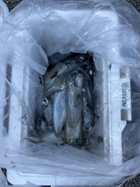 エギング　佐渡遠征①