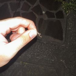 シーバスの外道でマゴチゲットだぜ