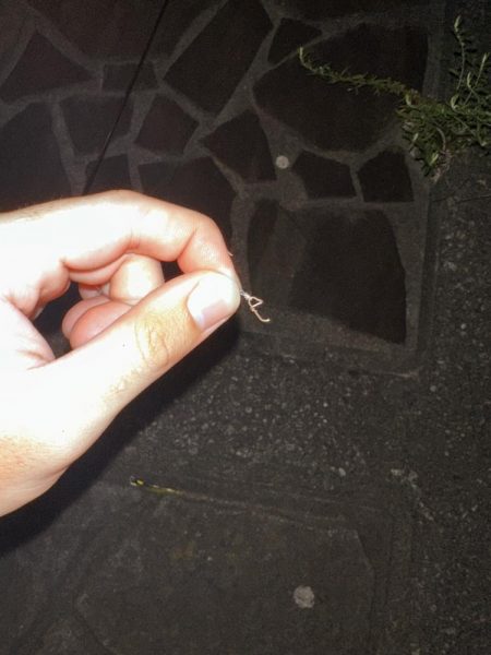 シーバスの外道でマゴチゲットだぜ