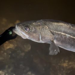 遂に初シーバスGet!!!