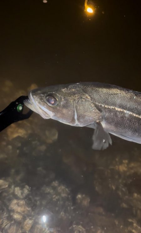 遂に初シーバスGet!!!