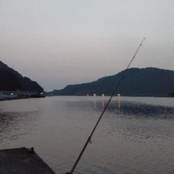 津居山港のキス調査