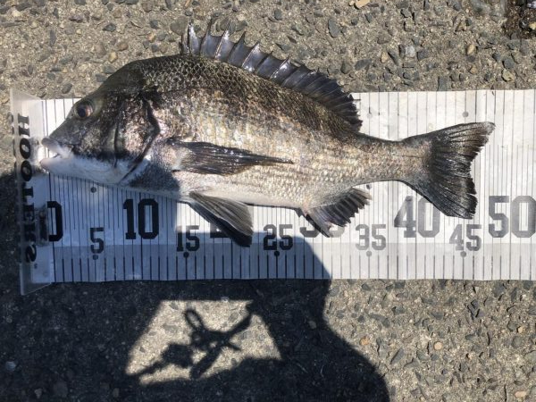 イチノ兄弟、釣果！