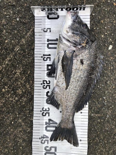 イチノ兄弟、釣果!