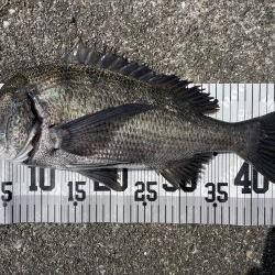 イチノ兄弟、釣果!