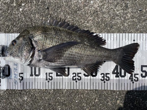 イチノ兄弟、釣果!