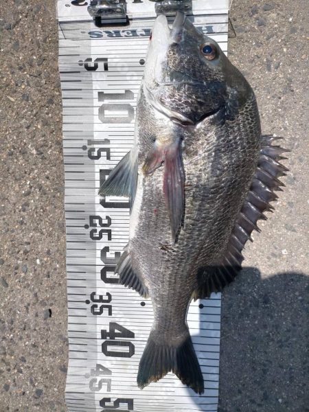 イチノ兄弟、釣果！