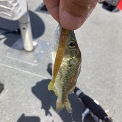 北山田小バスだらけ