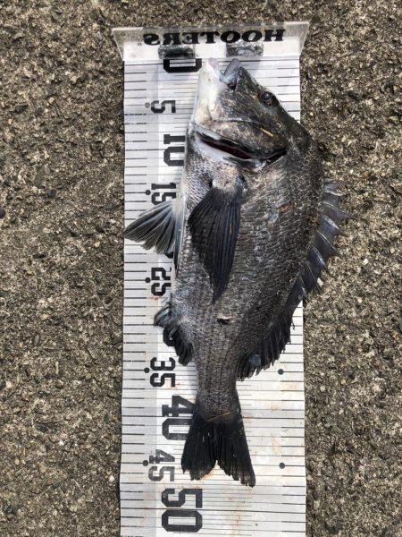 イチノ兄弟、釣果!