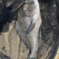 イチノ兄弟、釣果!