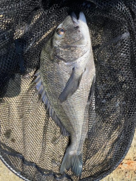 イチノ兄弟、釣果!