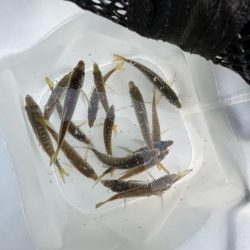 アジしか勝たん