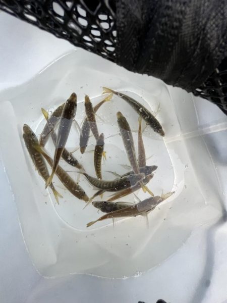 アジしか勝たん