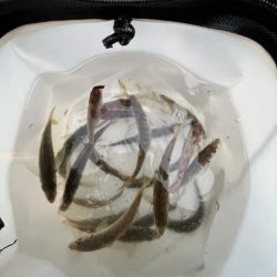 刀狩りしっぱい