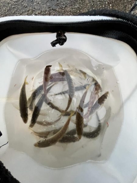 刀狩りしっぱい