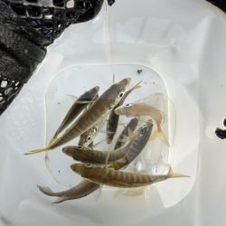 イカ調査成功！？