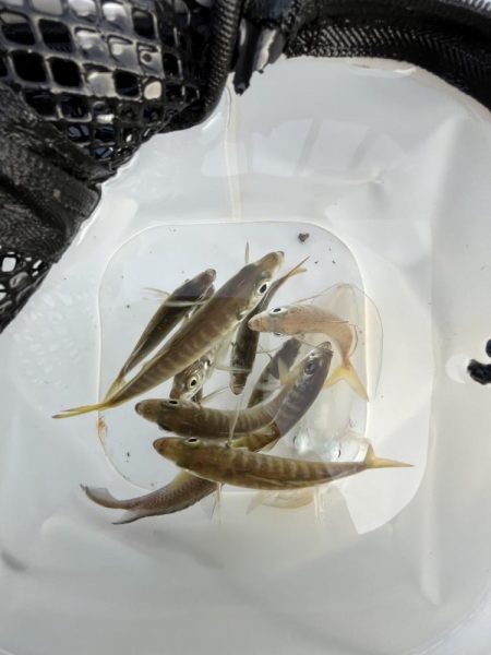 イカ調査成功！？