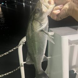 宮崎港での釣果