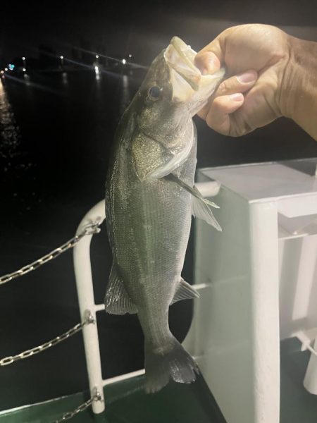 宮崎港での釣果