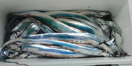 泉州丸　釣果