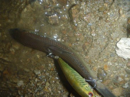 8月バス釣り