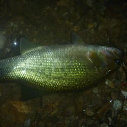 8月5日　一庫ダム釣行