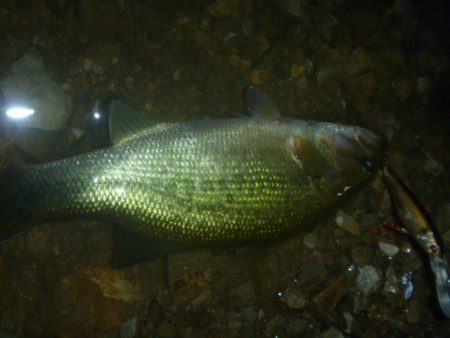 8月5日　一庫ダム釣行
