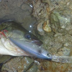 8月18日　一庫ダム釣行