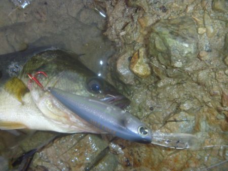 8月18日　一庫ダム釣行