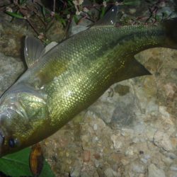 スピナーベイトでバス釣り