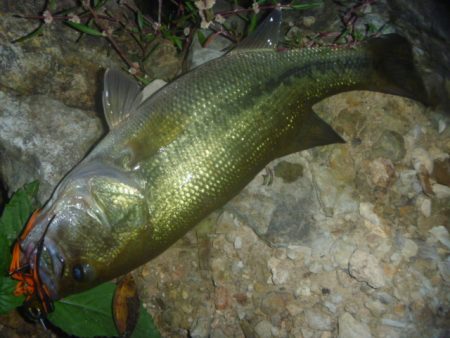 スピナーベイトでバス釣り