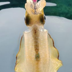 新子エギング1日目