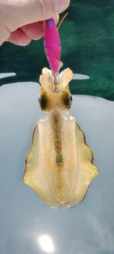 新子エギング1日目