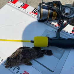 猛暑のシロギスタ