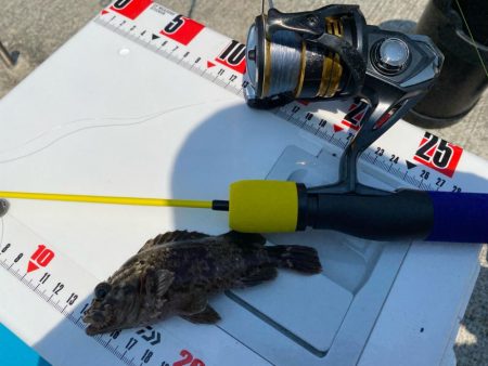 猛暑のシロギスタ