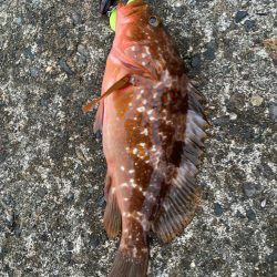 朝マヅメロックフィッシュ