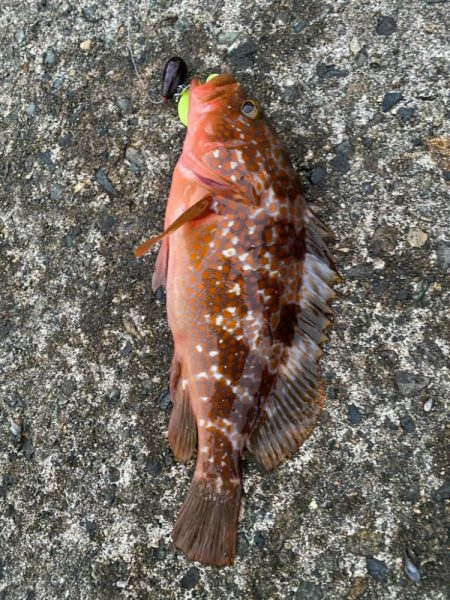 朝マヅメロックフィッシュ