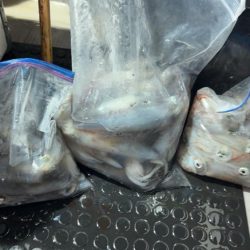 今期ラスト釣行